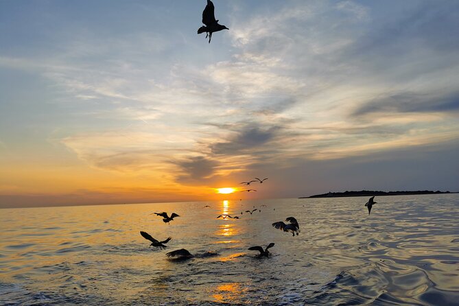 DOLPHIN WATCHING | Pula Boat - Who will enjoy this boat trip most?