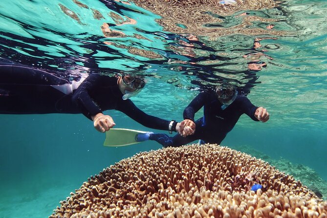 Dolphin Watching & Snorkeling - Setting out from Marina Bandar Al Rowdha