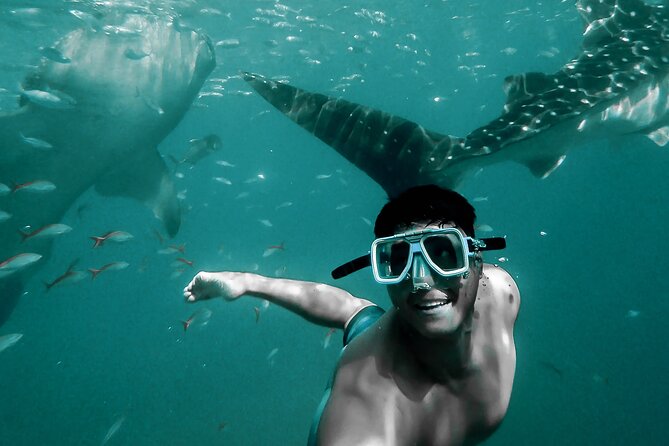 Dolphin Watching & Snorkeling - Snorkeling in a protected coastal spot