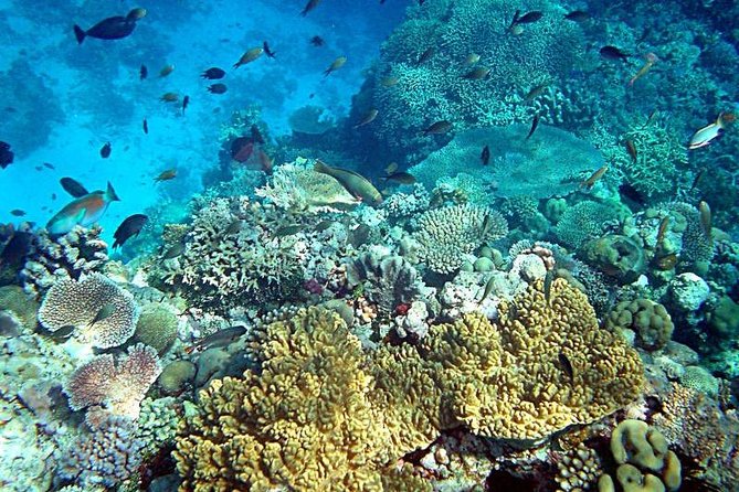 Dolphin Watching & Snorkeling - The boat, shade, and ride along the coast