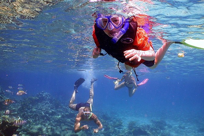 Dolphin Watching & Snorkeling - Who will enjoy this tour most?