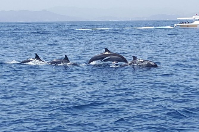 Dolphin Watching & Snorkeling - The biggest strengths and the one concern