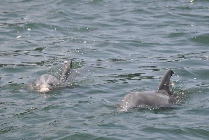Dolphin-Watching Speedboat Cruise in Destin Harbor - Searching for dolphins, stingrays, and other Gulf life