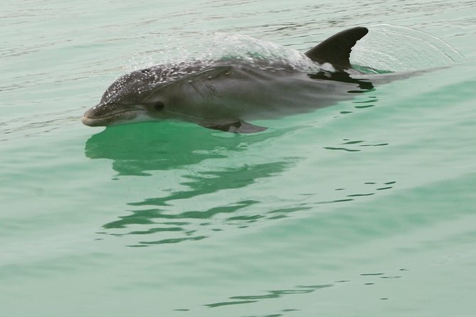 Dolphin-Watching Speedboat Cruise in Destin Harbor - Sunset departures and changing schedules
