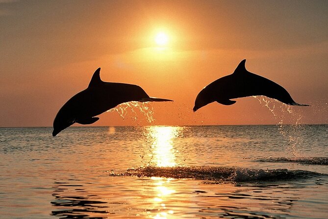 Dolphin Watching & Sunset Boat Tour With Dinner and Drinks - Vanga and Tito’s White Villa