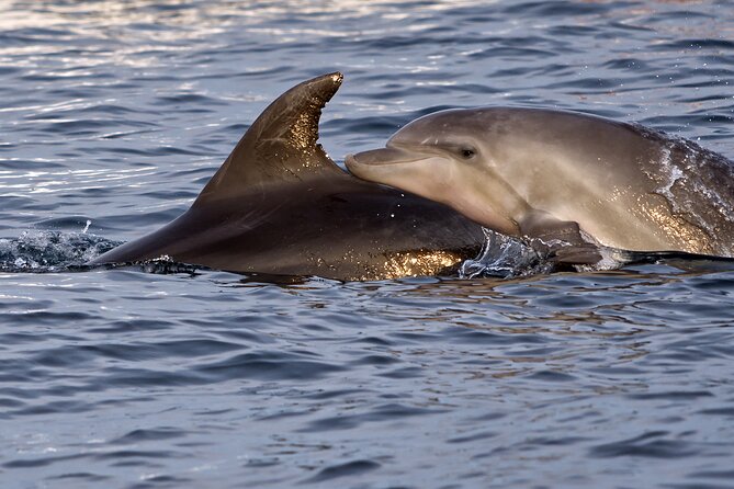 Dolphin Watching Sunset Boat Trip in Pula with Dinner - Is $60.47 good value?