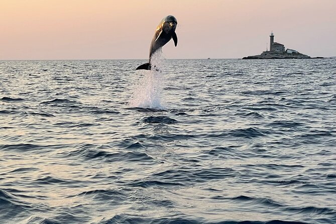 Dolphin Watching Sunset Speedboat Tour with Drinks in Rovinj - Key details before you book