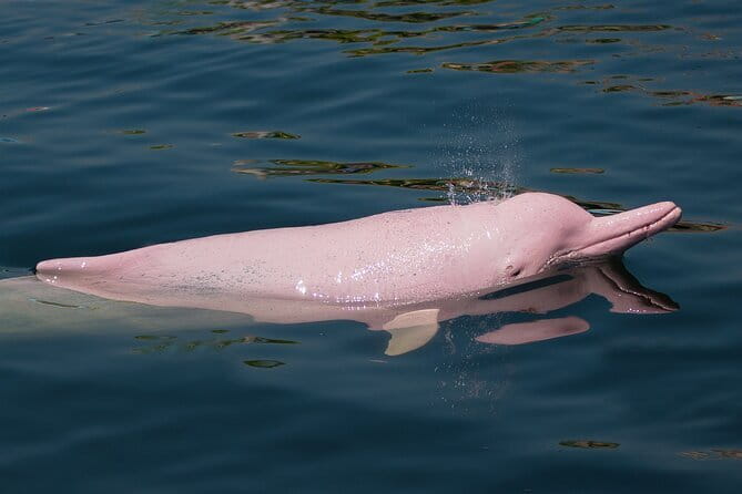 Dolphin Watching Tan and Pig Island Tour from Koh Samui - Quick points to know before booking