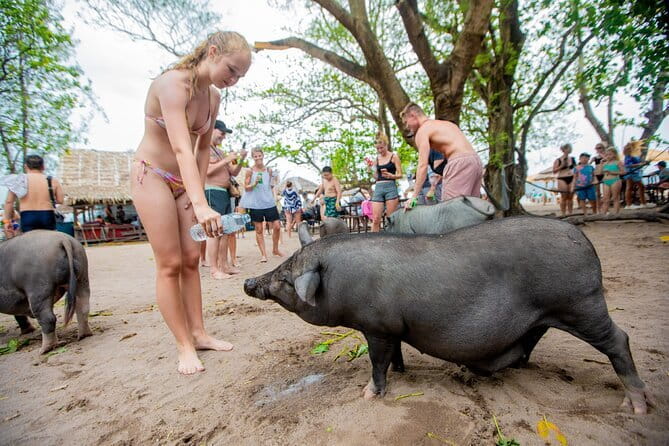 Dolphin Watching Tan and Pig Island Tour from Koh Samui - What this Koh Samui boat trip actually offers