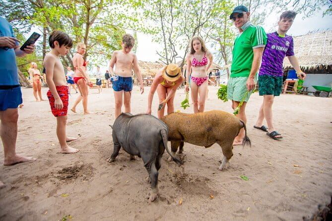 Dolphin Watching Tan and Pig Island Tour from Koh Samui - Snorkeling around Koh Tan