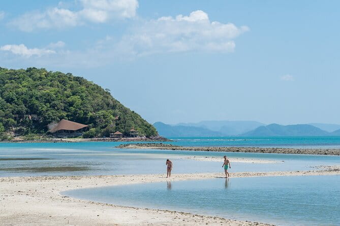 Dolphin Watching Tan and Pig Island Tour from Koh Samui - Meeting the pigs at Ko Mat Sum