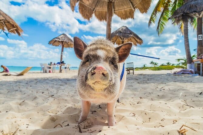Dolphin Watching Tan and Pig Island Tour from Koh Samui - Who should book it, and who should skip it