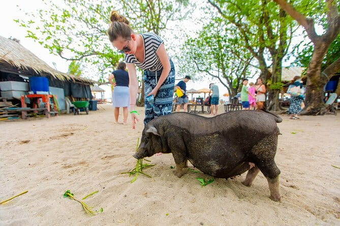 Dolphin Watching Tan and Pig Island Tour from Koh Samui - Looking for dolphins near Koh Samui