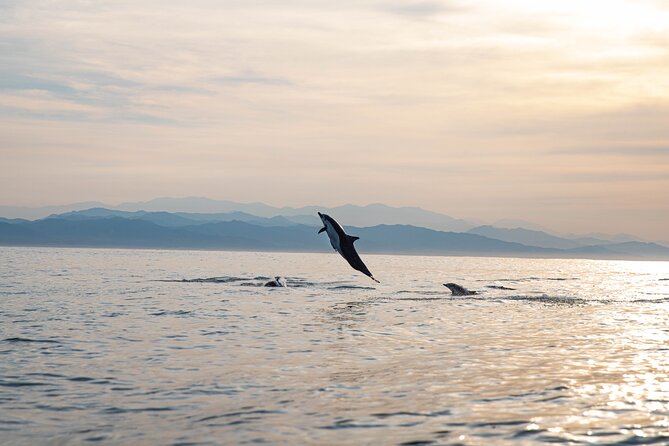 Dolphin Watching Tour - Setting out from Marina Bandar Al Rowdha