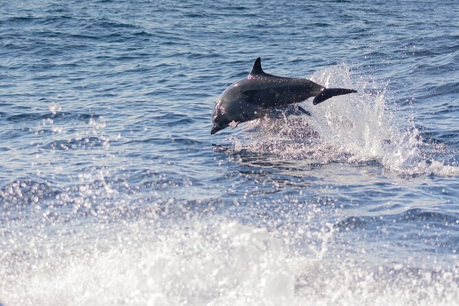 Dolphin Watching Tour - Why the speedboat format matters