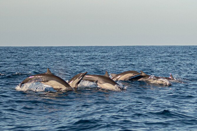 Dolphin Watching Tour - Useful planning tips for Marina Bandar Al Rowdha