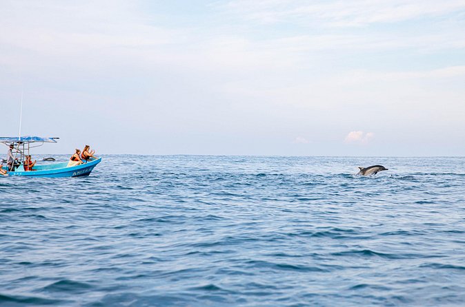 Dolphin Watching Tour - Is the Morning Worth the Price?