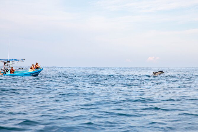 Dolphin Watching Tour - What to Wear and Pack for Three Hours at Sea