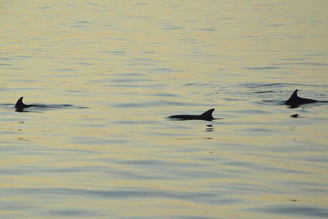 Dolphin Watching Tour – 85% Chance – Drinks & Dinner Included - Cruising the Medulin archipelago toward Kamenjak