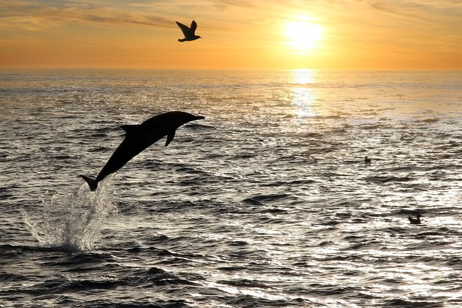 Dolphin Watching Tour – 85% Chance – Drinks & Dinner Included - Searching for dolphins in the Adriatic