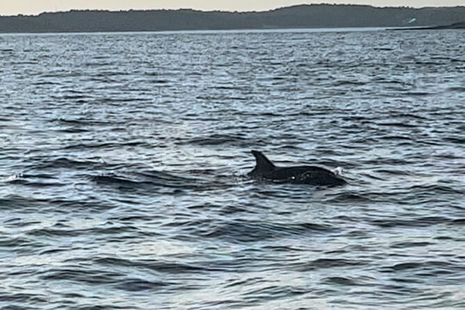 Dolphin Watching Tour – 85% Chance – Drinks & Dinner Included - Dinner at sea: pleasant, simple, and not restaurant quality
