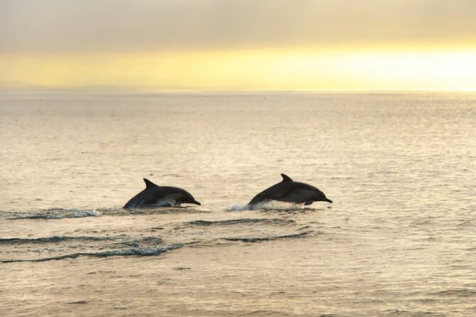 Dolphin Watching Tour – 85% Chance – Drinks & Dinner Included - Drinks, music, and the social mood