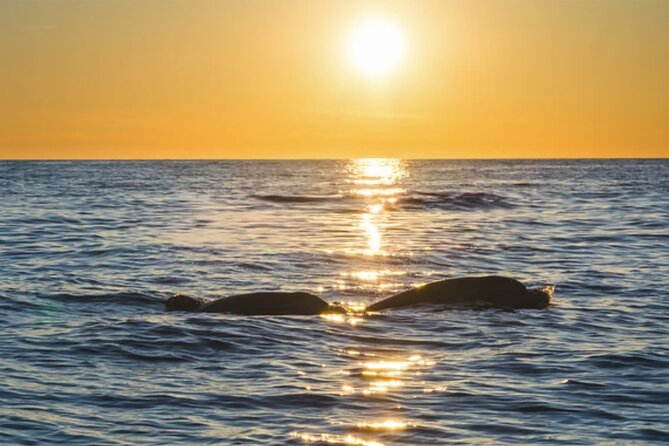 Dolphin Watching Tour – 85% Chance – Drinks & Dinner Included - Weather, wind, and what to bring
