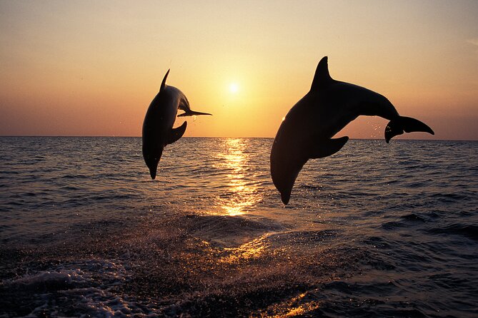 Dolphin Watching Tour – 85% Chance – Drinks & Dinner Included - Porer Lighthouse, built in 1846