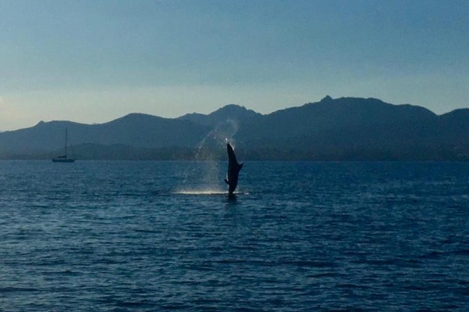 Dolphin Watching Tour - from Golfo Aranci - Key Points to Know Before You Book