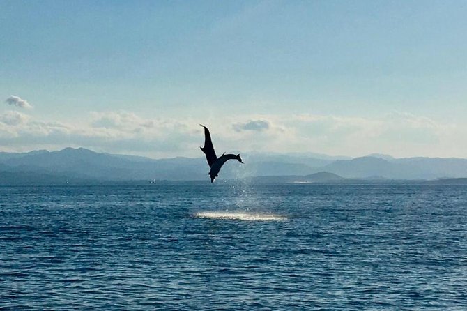 Dolphin Watching Tour - from Golfo Aranci - Why Figarolo Is a Strong Place to Watch Dolphins