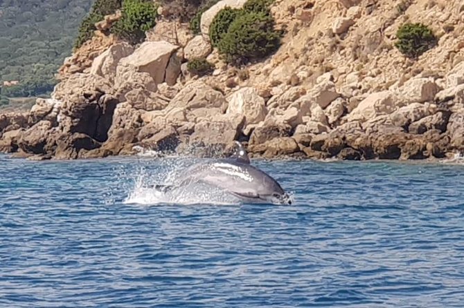 Dolphin Watching Tour - from Golfo Aranci - Watching Dolphins Near Capo Figari and Figarolo