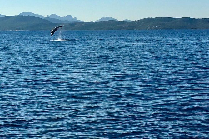 Dolphin Watching Tour - from Golfo Aranci - What the 90-Minute Schedule Feels Like