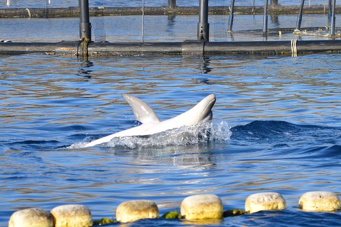 Dolphin Watching Tour - from Golfo Aranci - The Boat, Comfort, and Family Practicalities