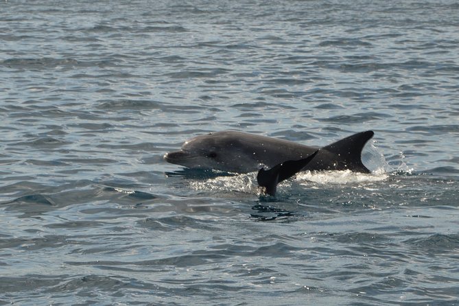 Dolphin Watching Tour - from Golfo Aranci - Leaving Baia Aranzos for the Five-Minute Crossing