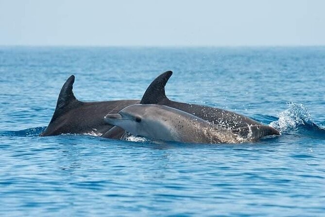 Dolphin Watching Tour with Snorkeling from Olbia - Five things to know before booking