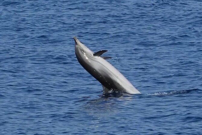 Dolphin Watching Tour with Snorkeling from Olbia - Capo Figari brings cliffs, caves, and an aperitif