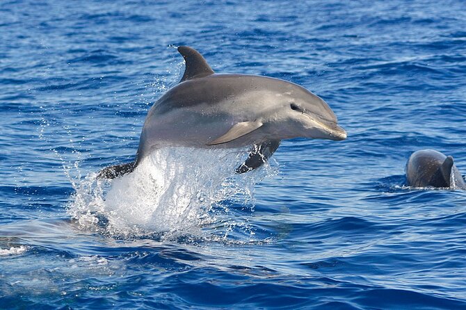 Dolphin Watching Tour with Snorkeling from Olbia - Figarolo Beach offers the best swim