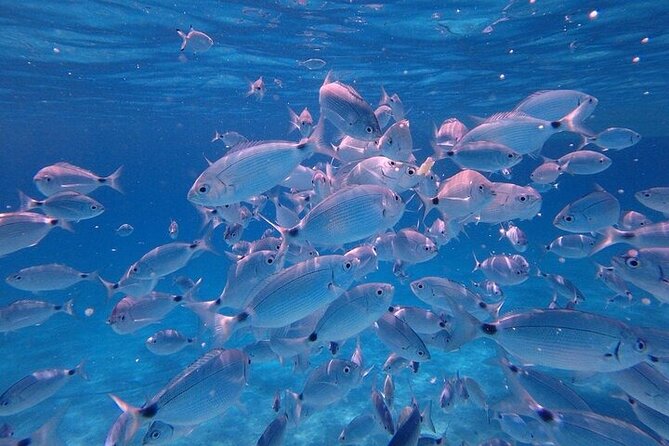 Dolphin Watching Tour with Snorkeling from Olbia - Cala Moresca is the wildlife and snorkeling stop