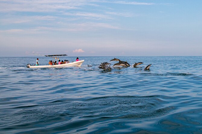 Dolphin Watching Tour - The two-hour route, step by step