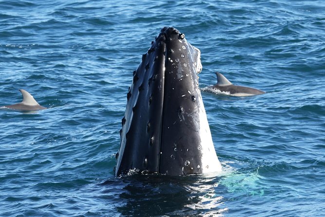 Dolphin & Whale Cruise - Key points to know before sailing