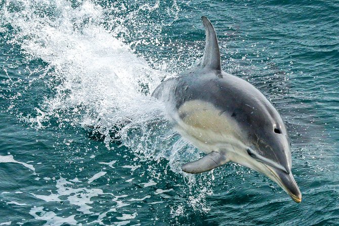 Dolphin & Whale Cruise - Setting off from San Remo at 1:00 pm