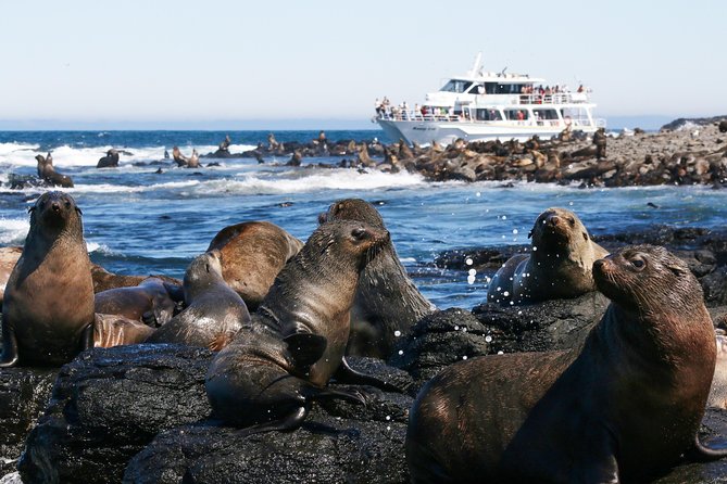 Dolphin & Whale Cruise - Whale watching depends heavily on the season