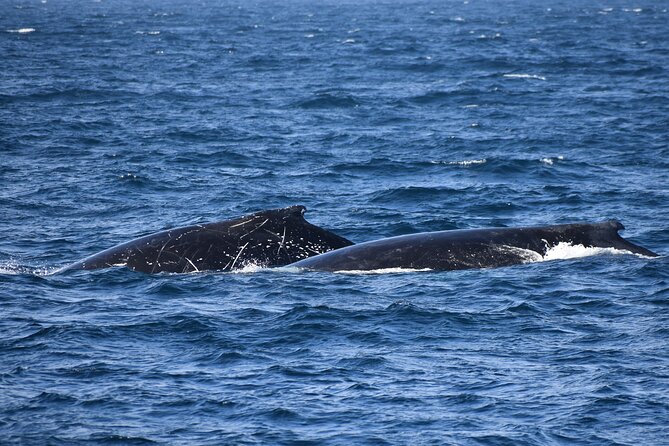 Dolphin & Whale Cruise - The catamaran offers comfort, not a guarantee of calm water