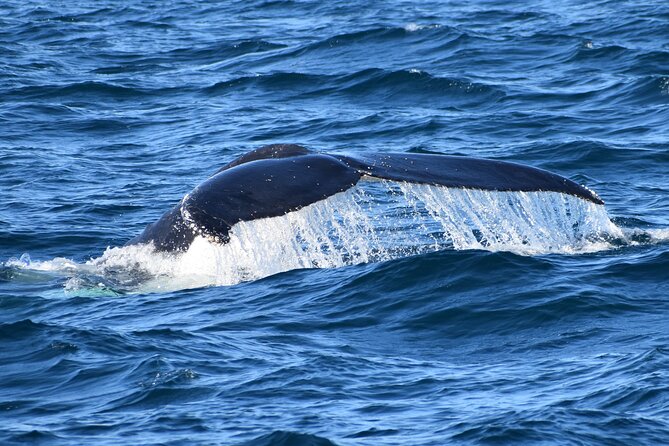Dolphin & Whale Cruise - Commentary and afternoon tea make the waiting worthwhile
