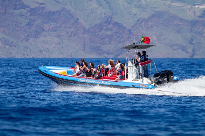 Dolphin - Whale - Turtle - Bird Watching - Leaving Funchal with a small crew
