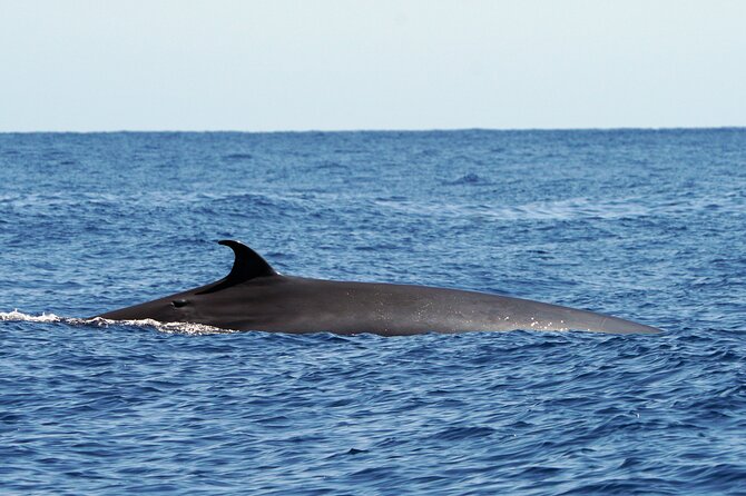Dolphin - Whale - Turtle - Bird Watching - Respectful encounters on Madeira’s Atlantic coast