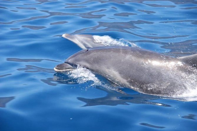 Dolphin - Whale - Turtle - Bird Watching - Why the small RIB can be worth the price