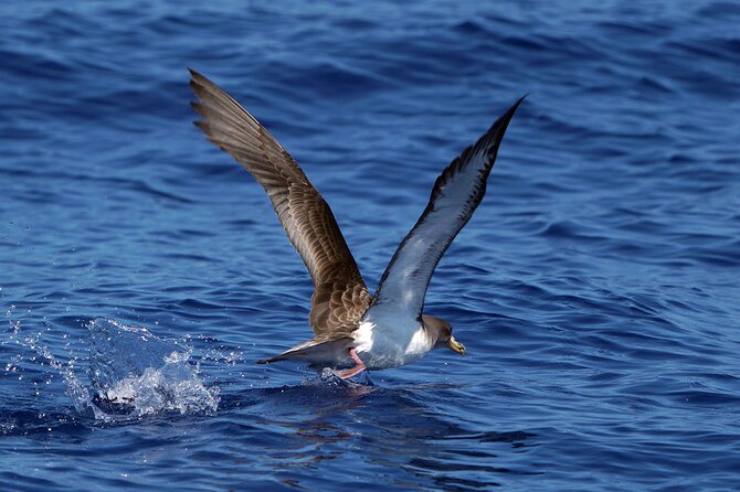 Dolphin - Whale - Turtle - Bird Watching - Who will enjoy this sea safari most?