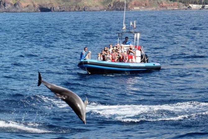Dolphin - Whale - Turtle - Bird Watching - Booking, weather, and timing advice