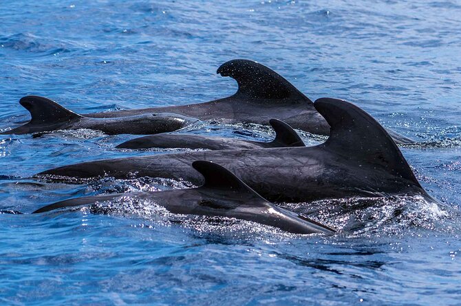 Dolphin - Whale - Turtle - Bird Watching - Should you book Magic Dolphin?